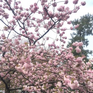 桜